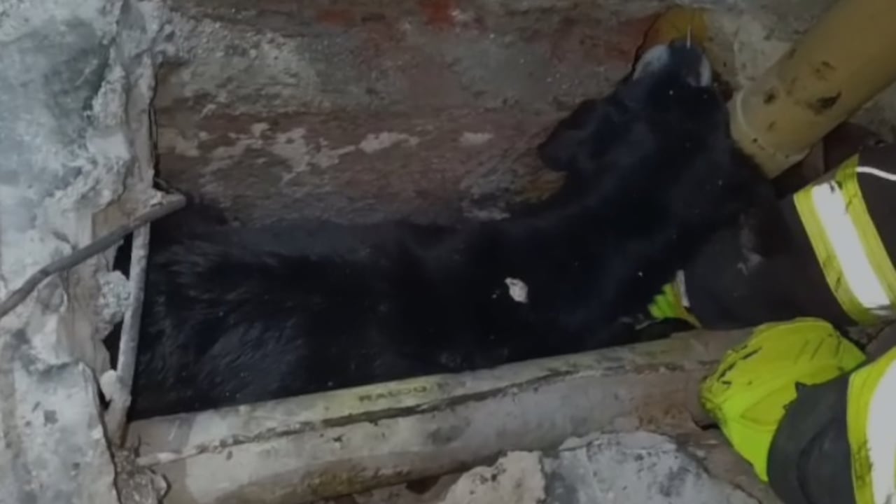 Afortunadamente, el rescate fue exitoso, aunque requirió varias horas de trabajo, así como el uso de maquinaria de corte y equipos especializados. Con la autorización del propietario del predio, se realizó un agujero en el piso que permitió el acceso al asustado animal.