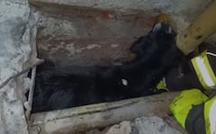 Afortunadamente, el rescate fue exitoso, aunque requirió varias horas de trabajo, así como el uso de maquinaria de corte y equipos especializados. Con la autorización del propietario del predio, se realizó un agujero en el piso que permitió el acceso al asustado animal.