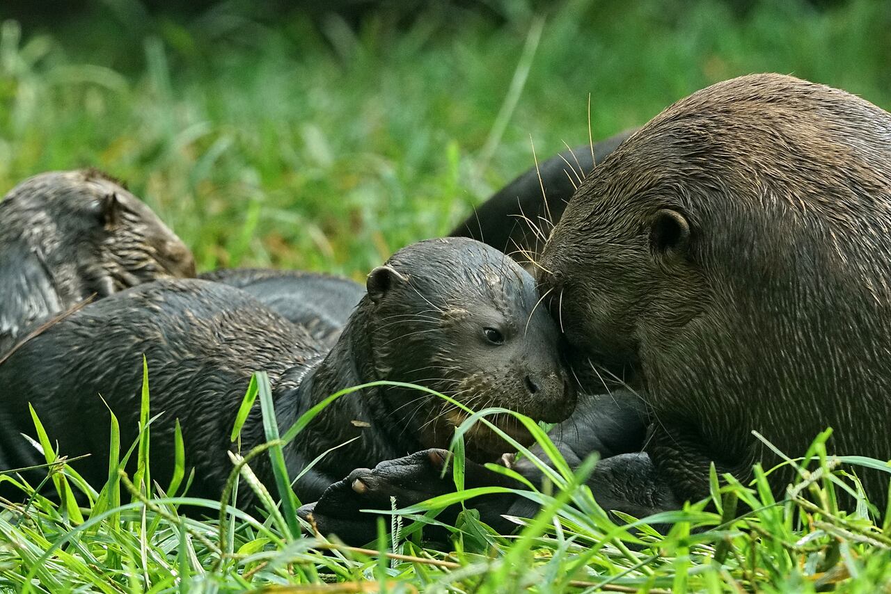 Tres bebés de nutria gigante son la sensación en el zoológico de Cali. Ver cómo sus padres, los guían y enseñan a nadar es un espectáculo. Foto Jorge Orozco / El País.