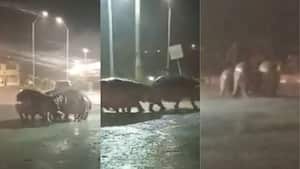 Hipopótamos se toman calles de Antioquia.