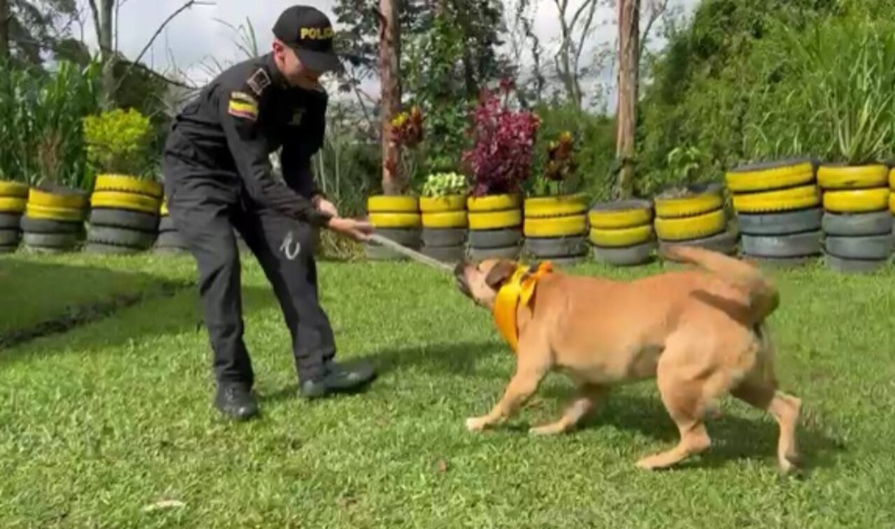 Un patrullero adoptó a Wilson tras su recuperación.