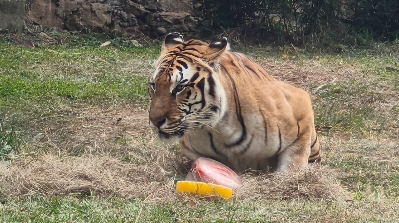 Tigres de Bengala en el Zoológico de Cali.