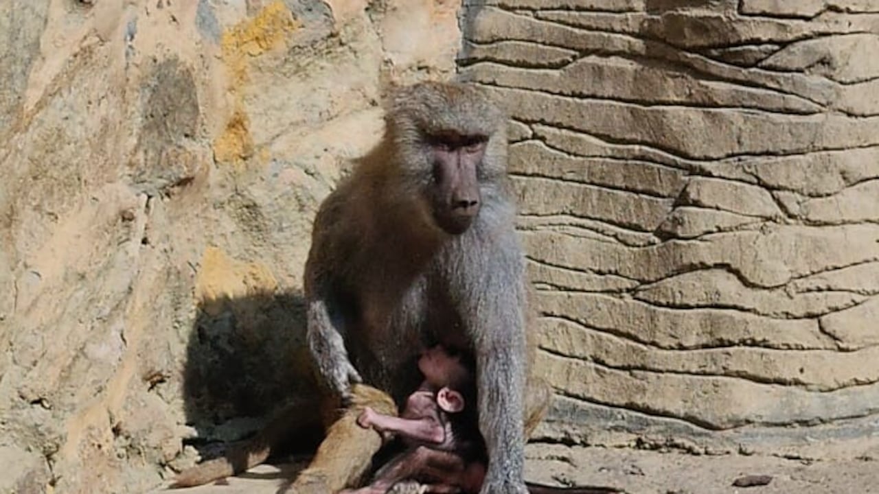Nacimiento de papión sagrado en el Zoológico de Cali