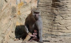 Nacimiento de papión sagrado en el Zoológico de Cali