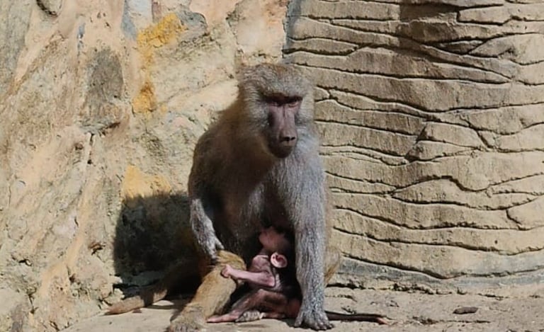 Nacimiento de papión sagrado en el Zoológico de Cali