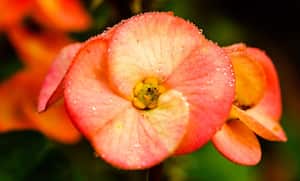 Planta Corona de Cristo