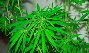 El gobierno federal podría ser el que fije las normas sanitarias, mientras que las provincias tendrían la responsabilidad de establecer las redes de distribución para supervisar la venta del cannabis.
