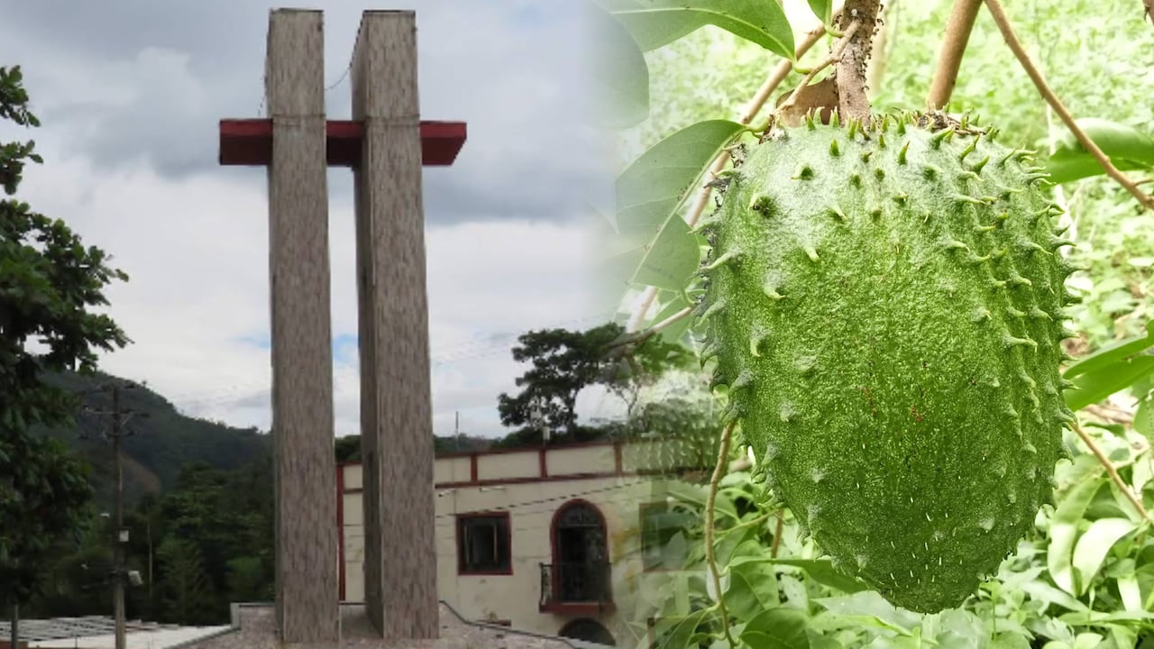 Tununguá, en el occidente del departamento, es conocido como la ‘capital mundial de la guanábana’.