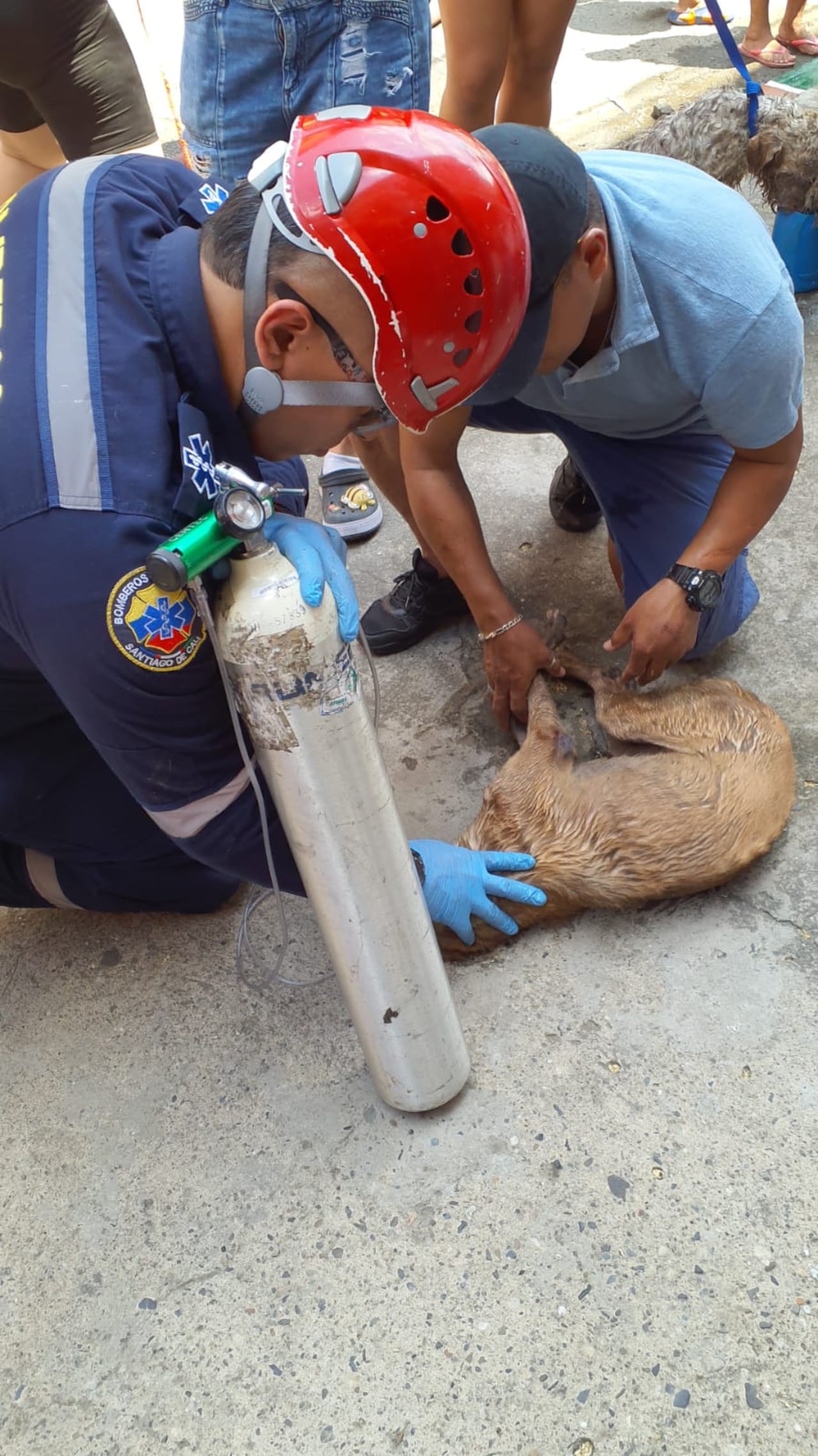 Bomberos Cali realizan rescate animal