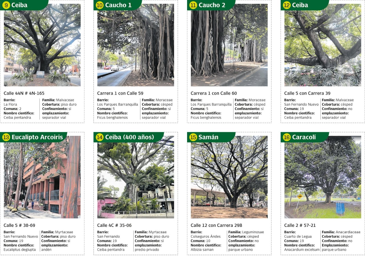 Estos árboles son considerados notables por su longevidad, algunos de hasta 300 y 400 años, pero también por su tamaño, volumen y por su historia.