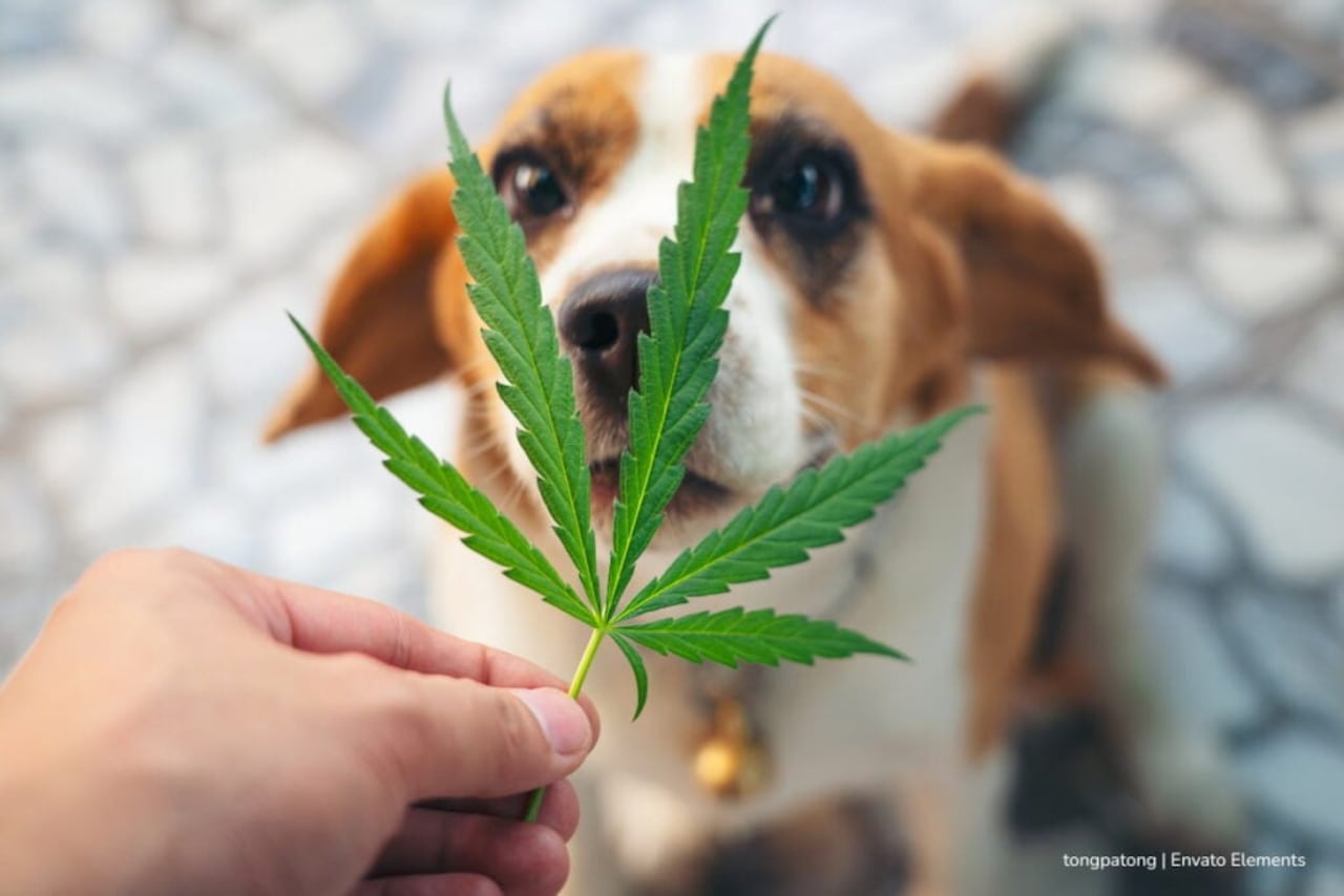 Cannabis terapéutico en mascotas: estudio de la Universidad Nacional revela evolución favorable