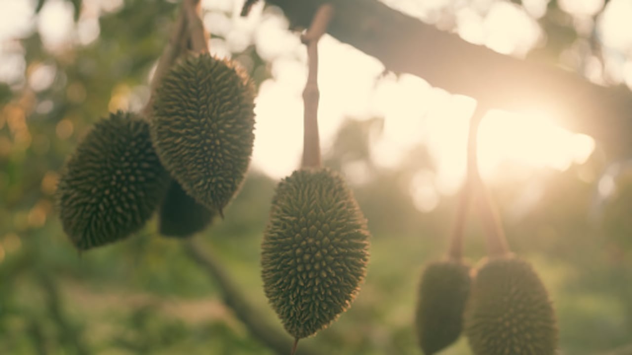 Durian