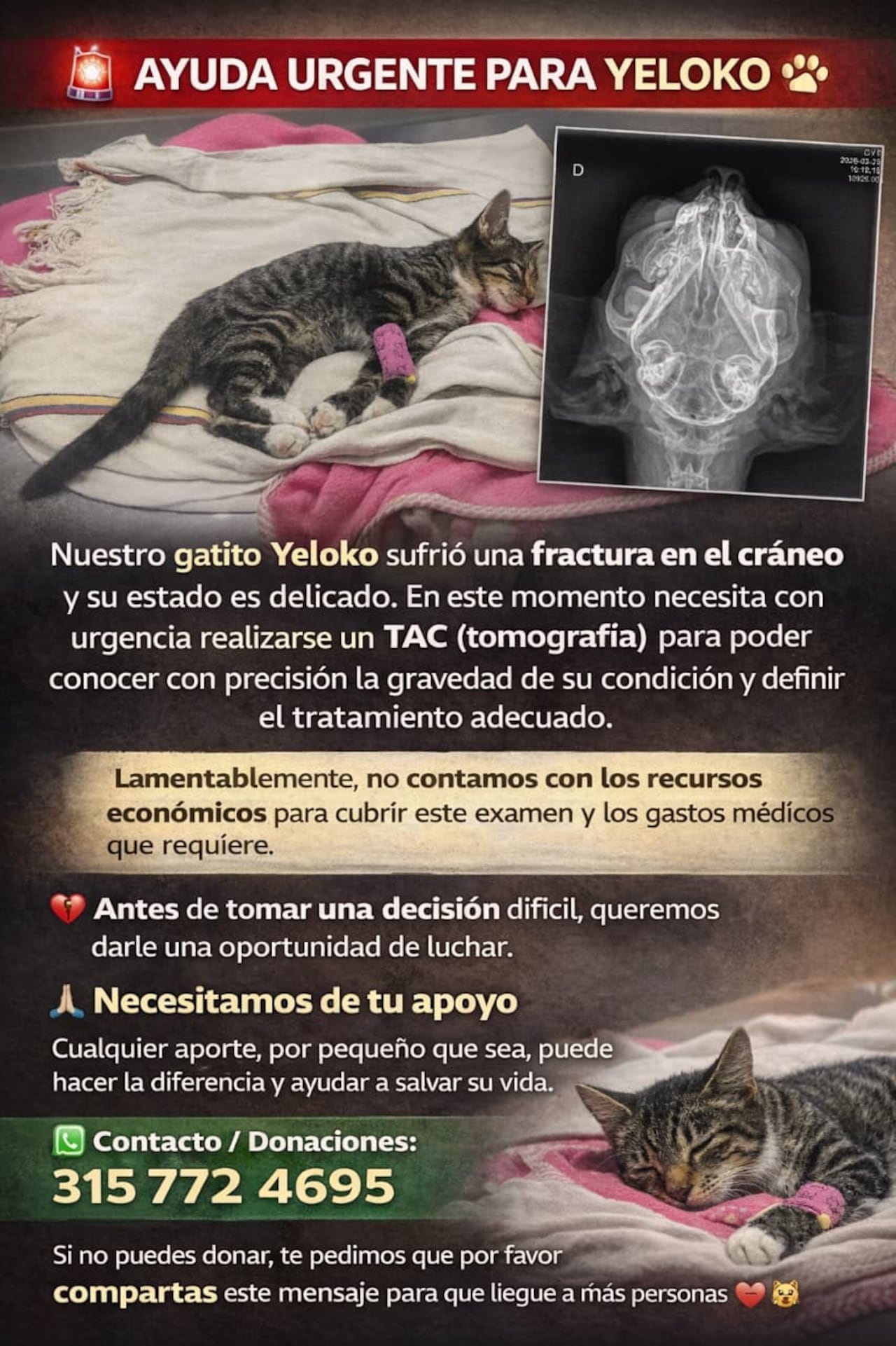 Los cuidadores iniciaron una campaña solidaria para recaudar fondos y garantizar la atención médica del felino.