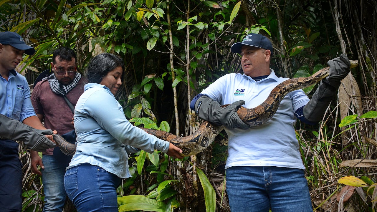 La Corporación Autónoma Regional del Valle del Cauca (CVC) realiza periódicamente liberaciones de fauna silvestre rescatada del tráfico ilegal y entregas voluntarias en el Pacífico colombiano, devolviendo especies como tortugas, caimanes y boasa su hábitat natural tras procesos de rehabilitación, reforzando su mensaje de que los animales silvestres no son mascotas y promoviendo la denuncia de tráfico ilegal.