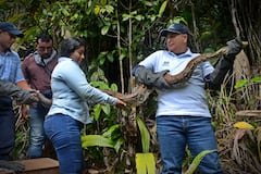 La Corporación Autónoma Regional del Valle del Cauca (CVC) realiza periódicamente liberaciones de fauna silvestre rescatada del tráfico ilegal y entregas voluntarias en el Pacífico colombiano, devolviendo especies como tortugas, caimanes y boasa su hábitat natural tras procesos de rehabilitación, reforzando su mensaje de que los animales silvestres no son mascotas y promoviendo la denuncia de tráfico ilegal.