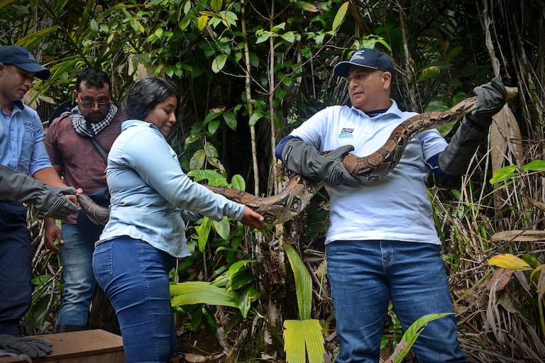 La Corporación Autónoma Regional del Valle del Cauca (CVC) realiza periódicamente liberaciones de fauna silvestre rescatada del tráfico ilegal y entregas voluntarias en el Pacífico colombiano, devolviendo especies como tortugas, caimanes y boasa su hábitat natural tras procesos de rehabilitación, reforzando su mensaje de que los animales silvestres no son mascotas y promoviendo la denuncia de tráfico ilegal.