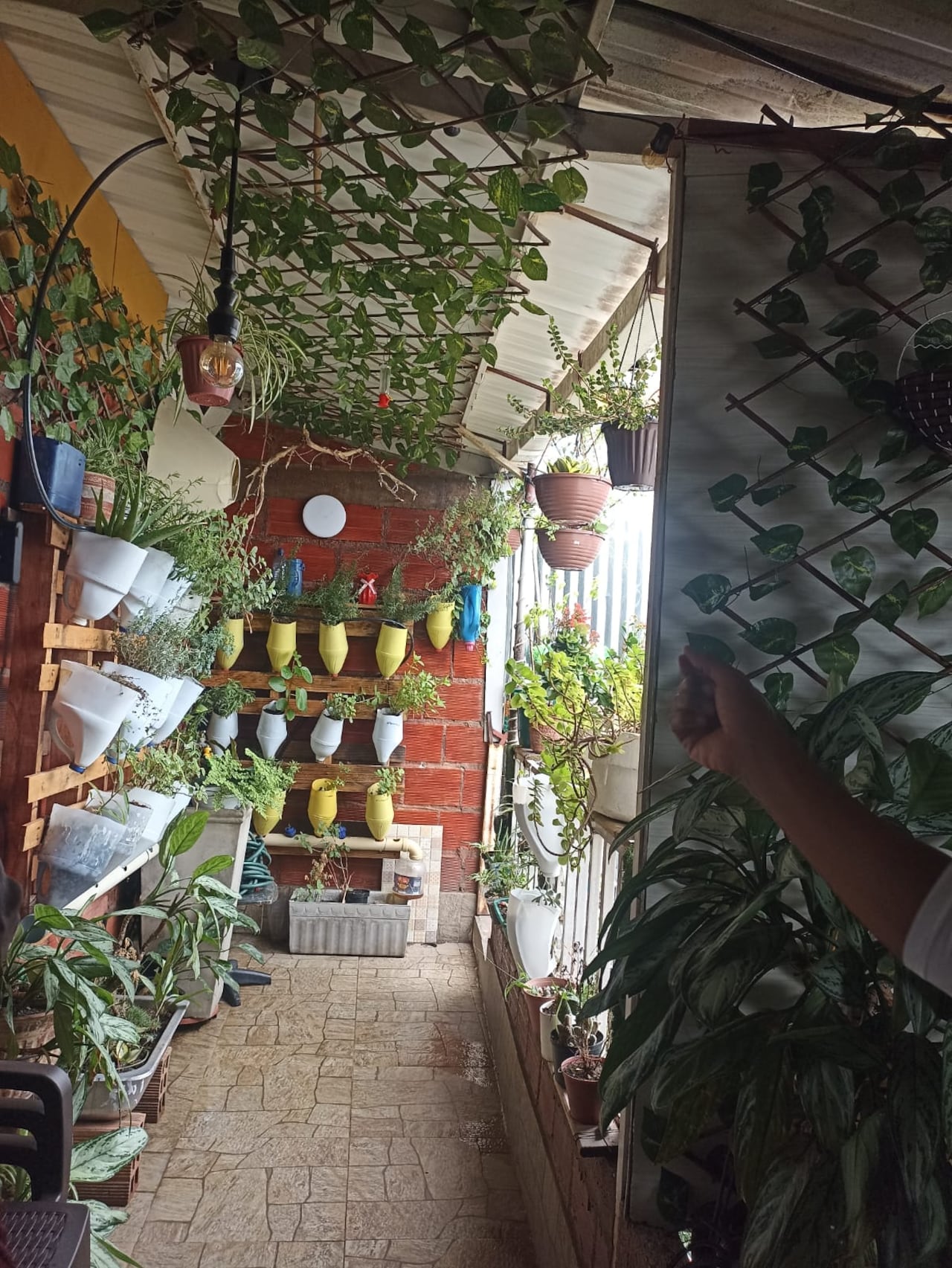 En Siloé está también la ruta pedagógica orgánica ambiental Vivencias Ecobarrios.