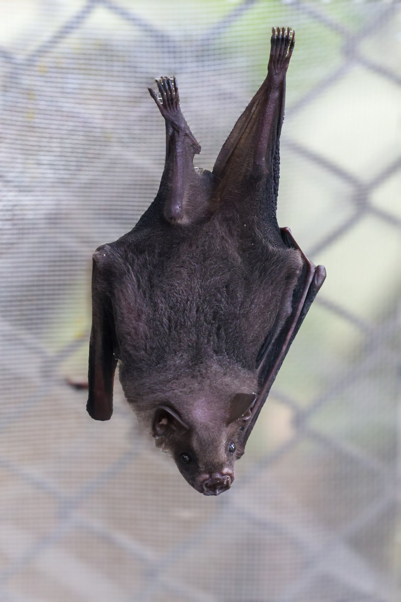 Murciélagos en Cali: aliados del ecosistema y víctimas de la desinformación