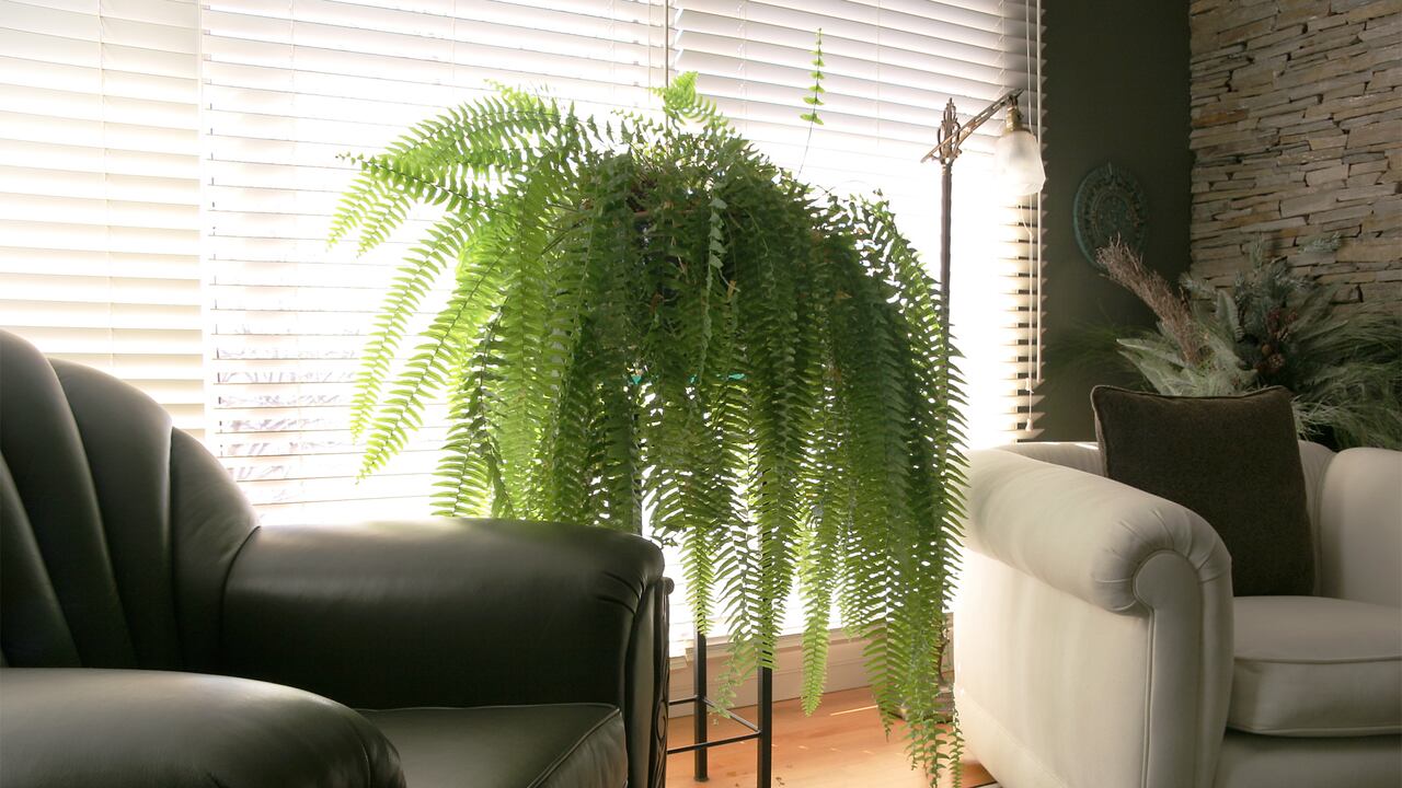 Se exploran las paletas de colores y formas recomendadas por el Feng Shui para las macetas de helechos, maximizando los beneficios energéticos en el hogar.