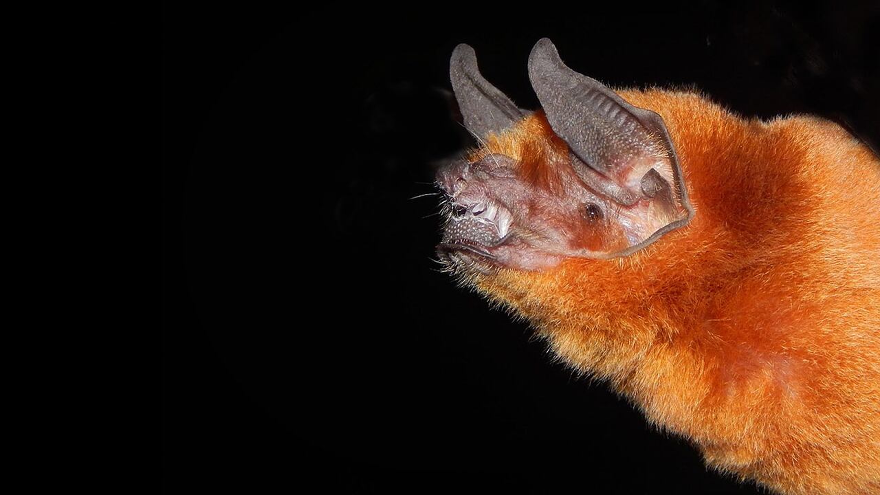 Las investigaciones aseguraron que los cambios climáticos influyeron en este estudio.