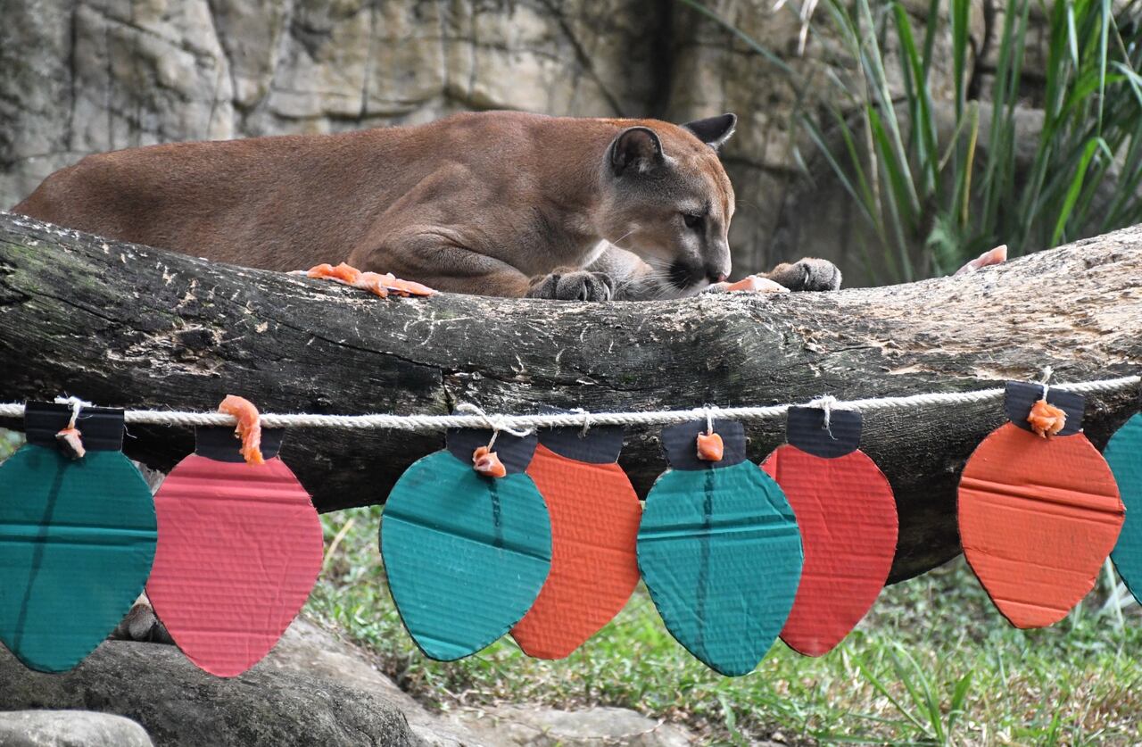 Árboles y troncos decorados hicieron parte de los estímulos sensoriales diseñados por el equipo de Bienestar Animal y Nutrición del zoológico.