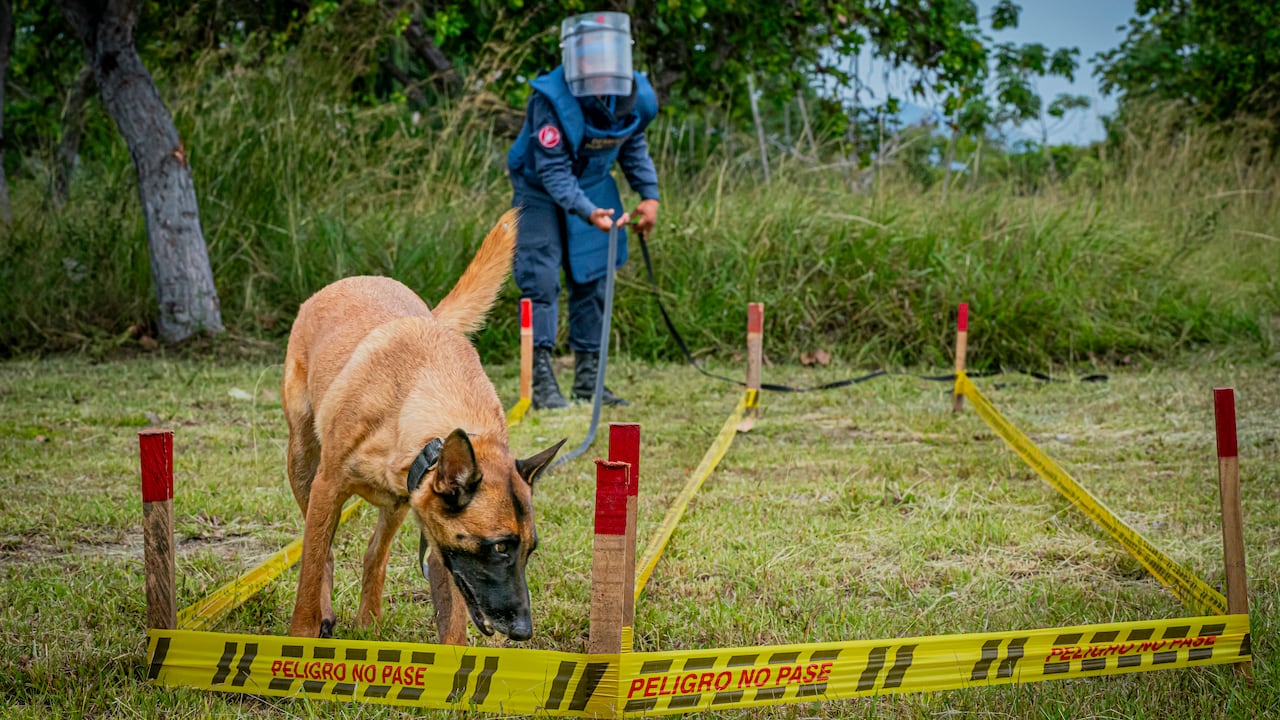 Desde 2021, los incidentes con minas antipersonal en Colombia vienen en aumento. Pese a ello, sigue el desminado humanitario.