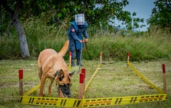 Desde 2021, los incidentes con minas antipersonal en Colombia vienen en aumento. Pese a ello, sigue el desminado humanitario.