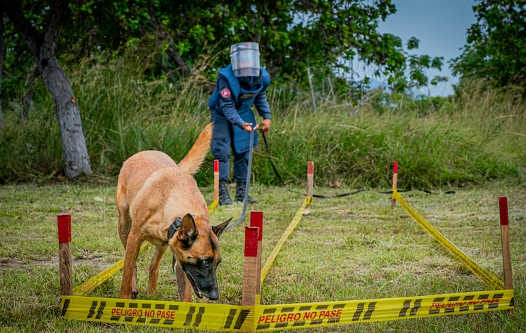 Desde 2021, los incidentes con minas antipersonal en Colombia vienen en aumento. Pese a ello, sigue el desminado humanitario.