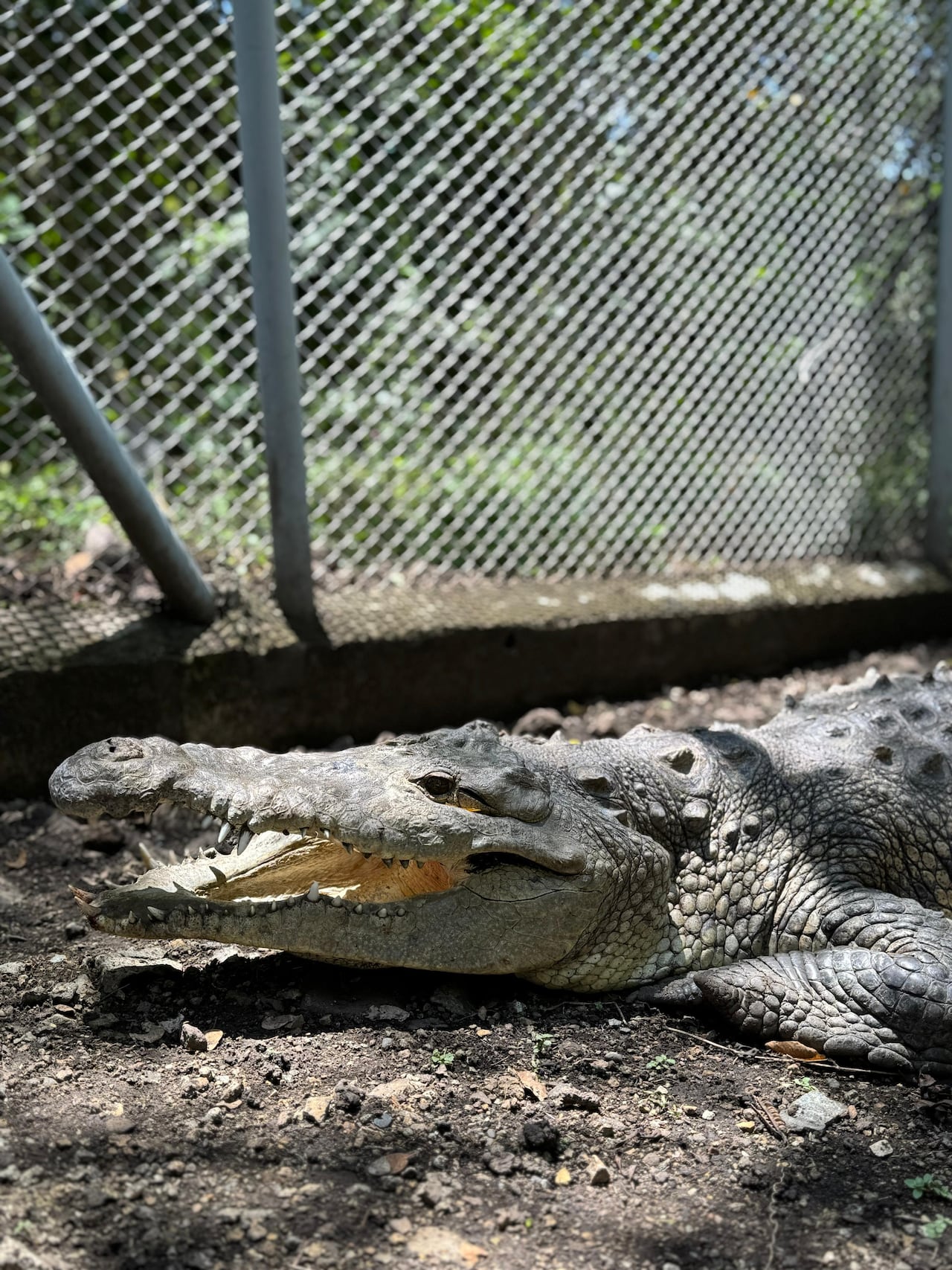 Según los expertos, el animal no podrá ser liberado en su hábitat.
