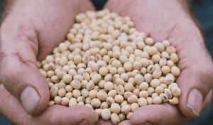 La cosecha de soya que se cultivó en los campos de Argentina está generando grandes recursos por cuenta de la guerra de Ucrania