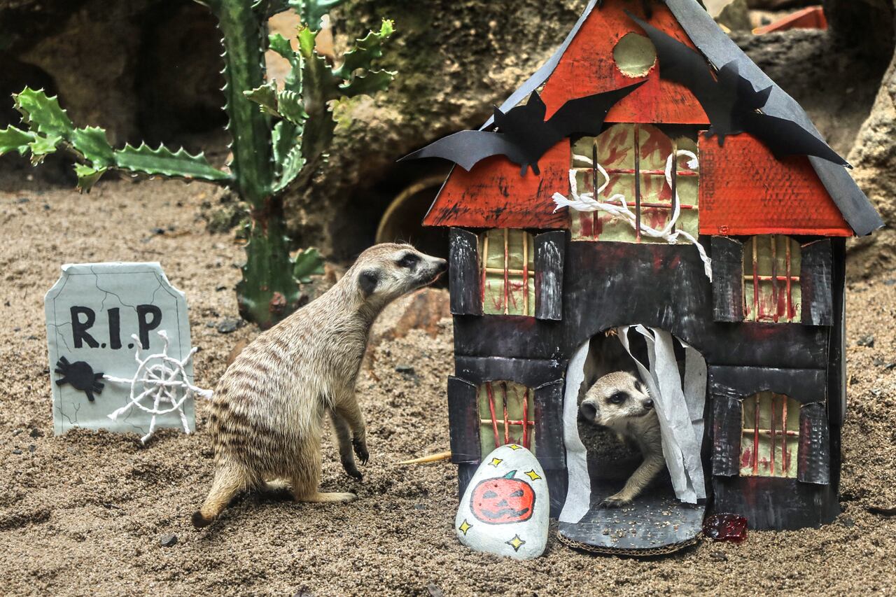 Así se celebró Halloween en el zoológico de Cali. Foto cortesía, Zoológico de Cali