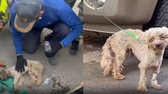 Perrito rescatado en Venezuela