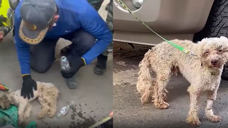 Perrito rescatado en Venezuela