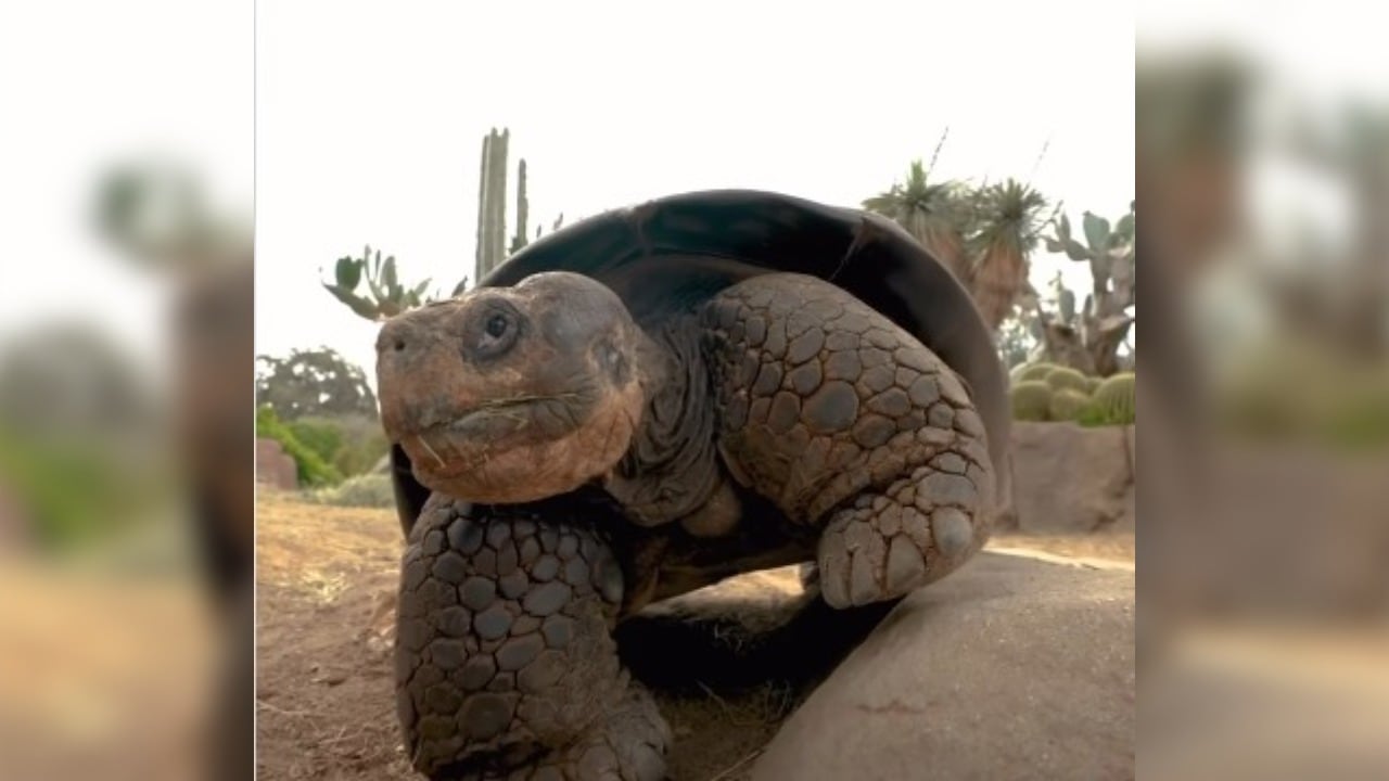 Murió Gramma, la emblemática tortuga de Galápagos del San Diego Zoo, durante sus últimos años como residente más longeva del recinto.