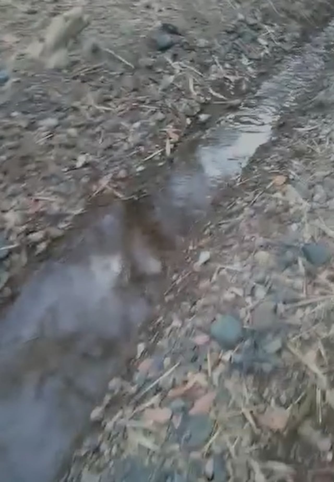 La quebrada El Viento, principal fuente que abastece el acueducto de La Lomita, presenta un caudal crítico debido al intenso verano, la deforestación y las quemas registradas en la parte alta de la microcuenca.