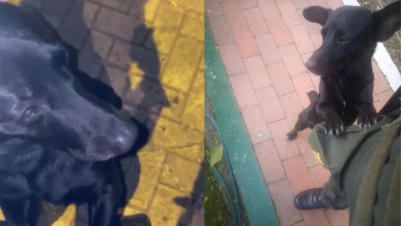 La Policía rechazó el ataque terrorista que acabó con la vida de 'Negro'.