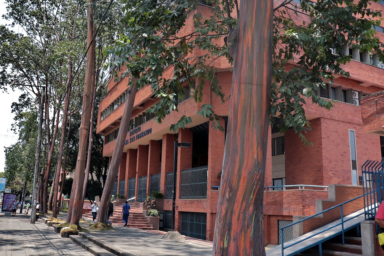 Árboles notables de Cali CALLE 5 CON 38 EUCALIPTO DE GLUPTA