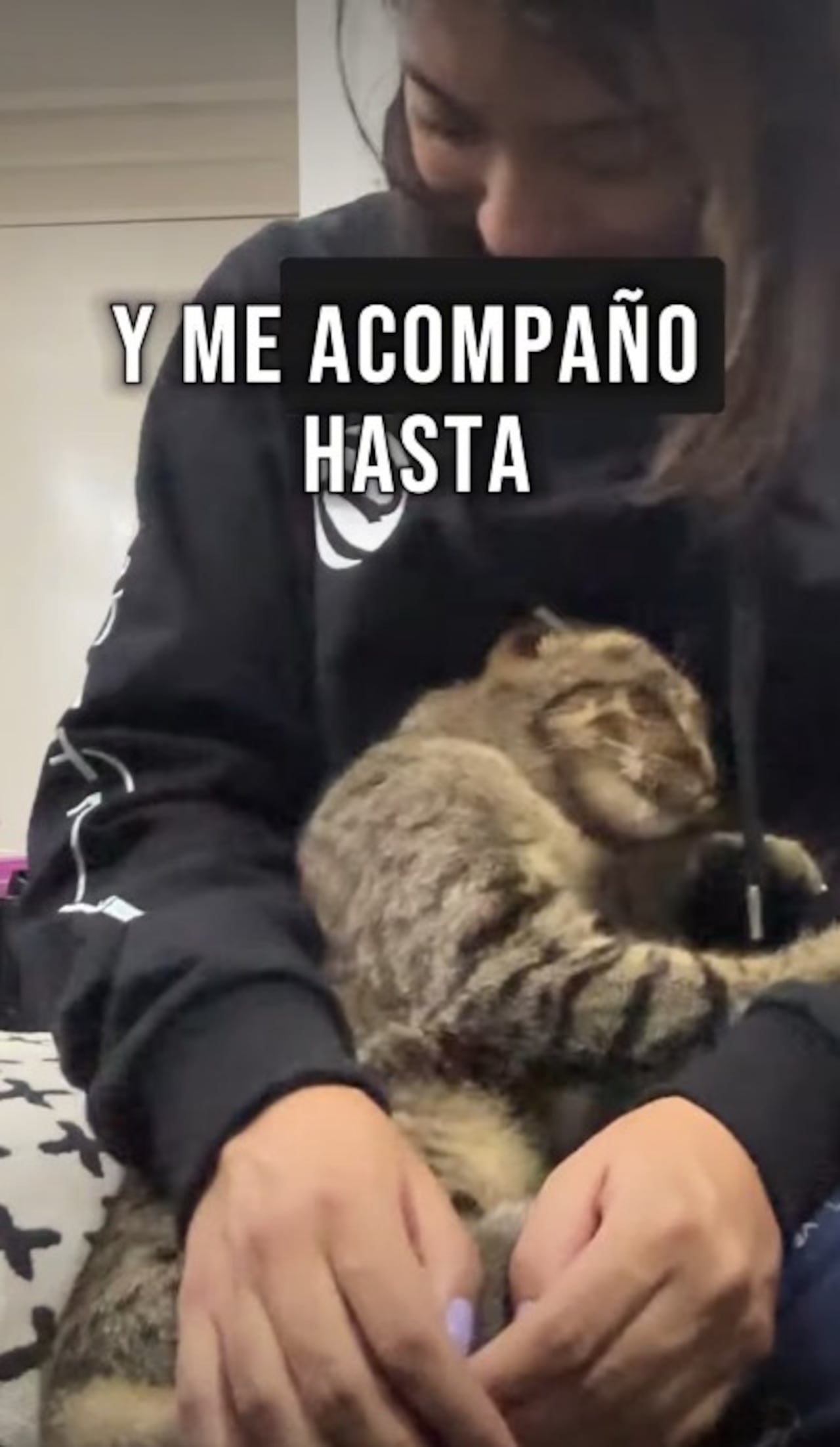Un gato herido encontró a una veterinaria durante las elecciones y hoy tiene un nuevo hogar.