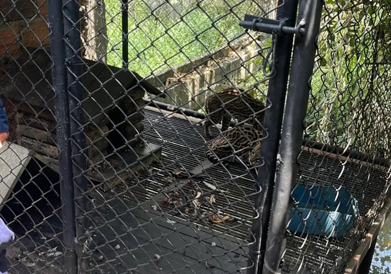 Se analizarán las condiciones para que los dos ocelotes puedan ser liberados en su hábitat natural.