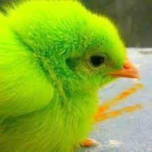 Estos pollitos de colores suelen llamar la atención de los niños por sus tonos llamativos.