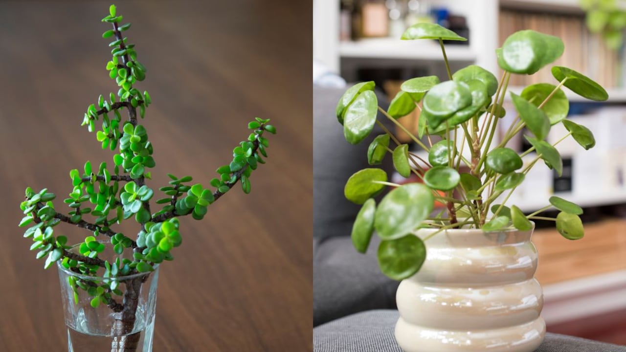 Planta más abundante.