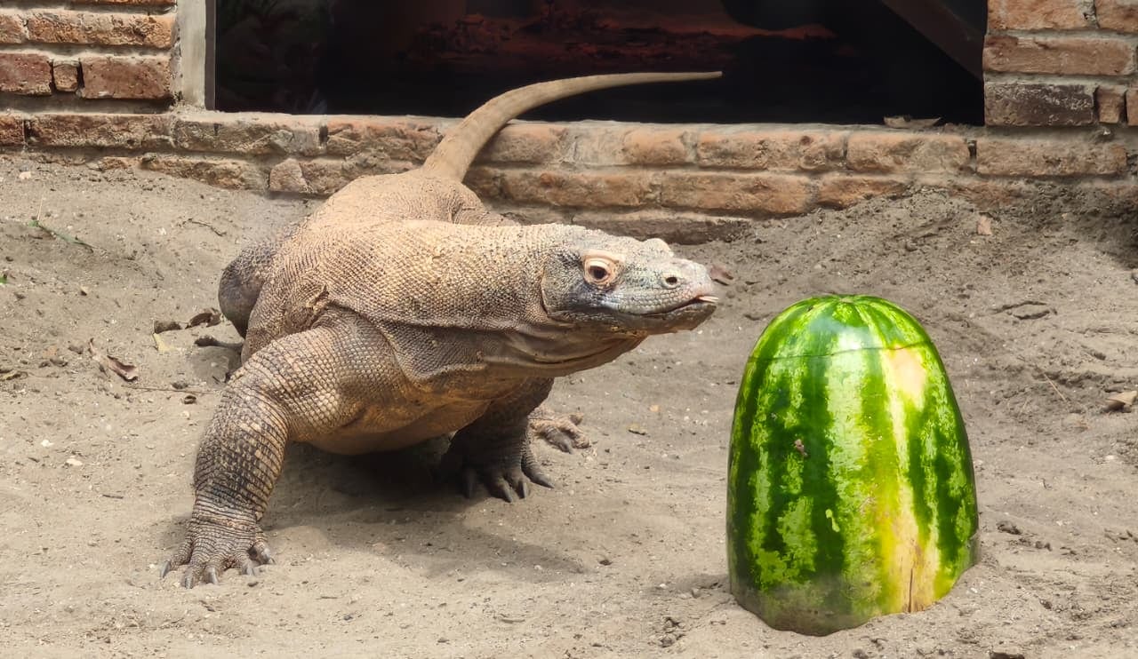 Dragón de Komodo en el Zoológico de Cali.