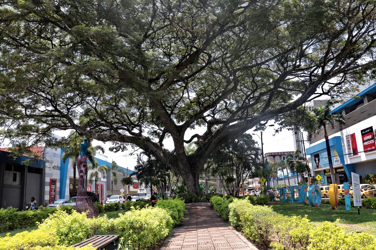 Árboles notables de Cali CALLE 52 CON 3 SAMÁN
