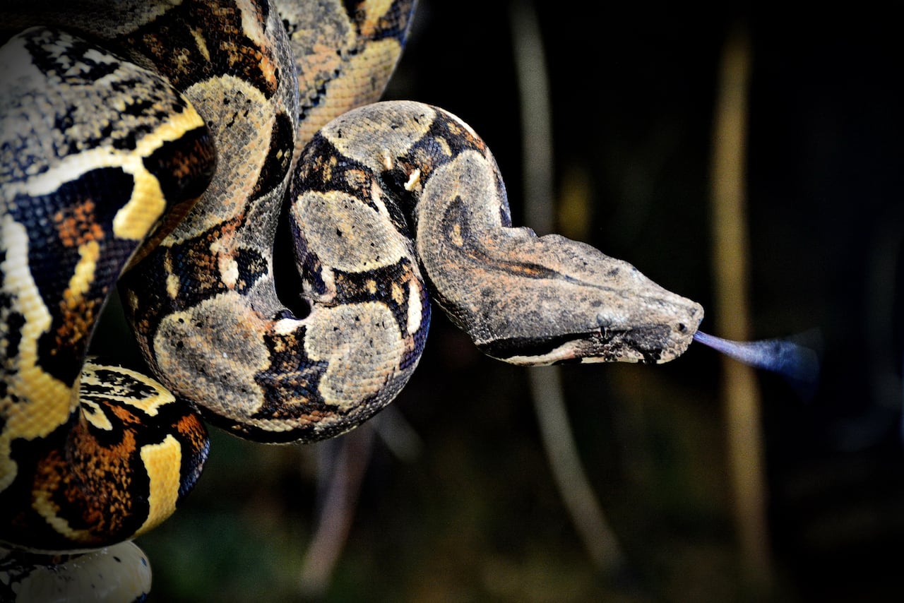 La Corporación Autónoma Regional del Valle del Cauca (CVC) realiza periódicamente liberaciones de fauna silvestre rescatada del tráfico ilegal y entregas voluntarias en el Pacífico colombiano, devolviendo especies como tortugas, caimanes y boasa su hábitat natural tras procesos de rehabilitación, reforzando su mensaje de que los animales silvestres no son mascotas y promoviendo la denuncia de tráfico ilegal.
