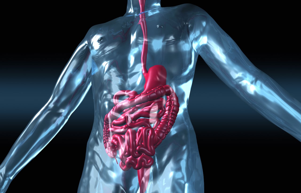 human body with digestive system, 3d Illustration