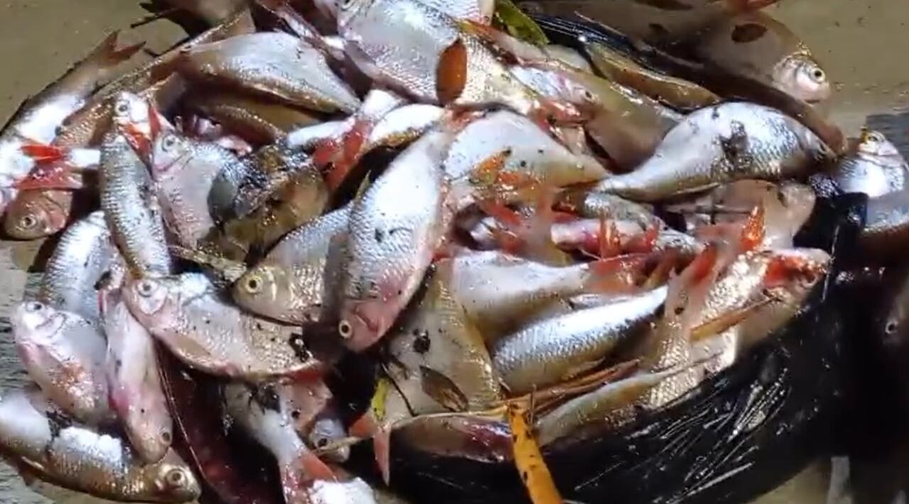 La comunidad de Puerto Tejada, Cauca, piden a las autoridades investiguen qué sustancias vertidas en los ríos Desbaratados y Palo está matando a los peces.