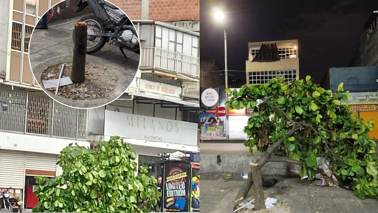La tala de los árboles por esta zona del centro de Cali parece ser frecuente. Las autoridades estarían evaluando medidas.