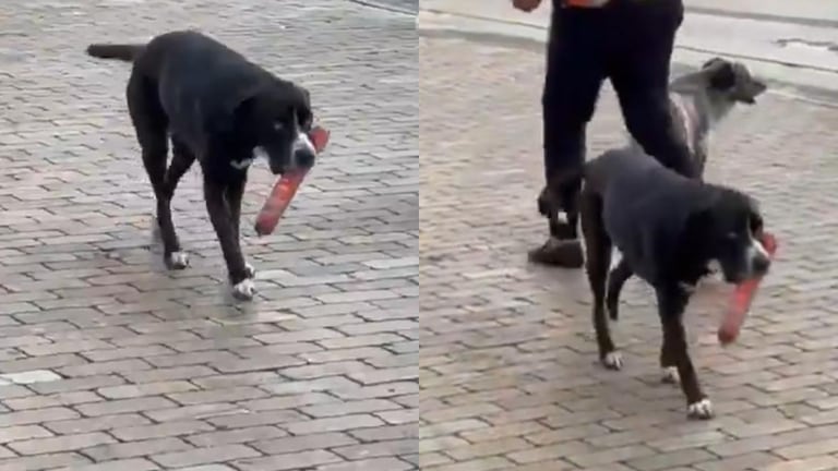 Video viral: Perrito roba salchichón en tienda D1 de Antioquia y conquista corazones