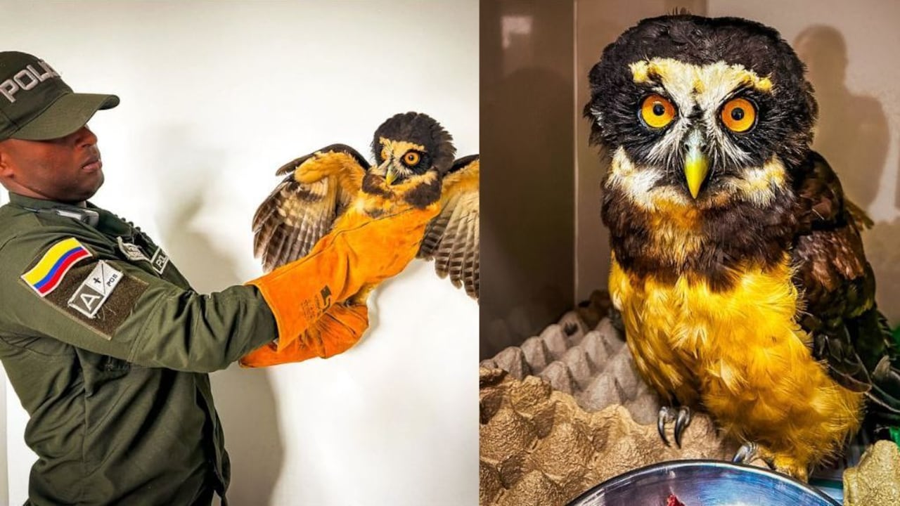 El coronel Henrry Eduardo Ávila López, comandante de la Policía Metropolitana de Popayán, destacó que los patrullajes buscan proteger tanto a los ciudadanos como a la fauna silvestre que se encuentra en riesgo dentro del perímetro urbano.