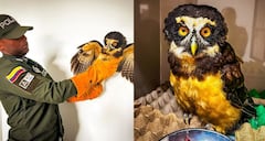 El coronel Henrry Eduardo Ávila López, comandante de la Policía Metropolitana de Popayán, destacó que los patrullajes buscan proteger tanto a los ciudadanos como a la fauna silvestre que se encuentra en riesgo dentro del perímetro urbano.